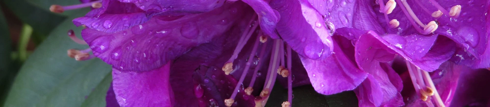 Welcome to Van Arnhem Nursery