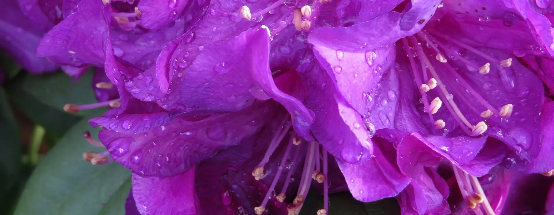 Public Open Days at Van Arnhem Nursery