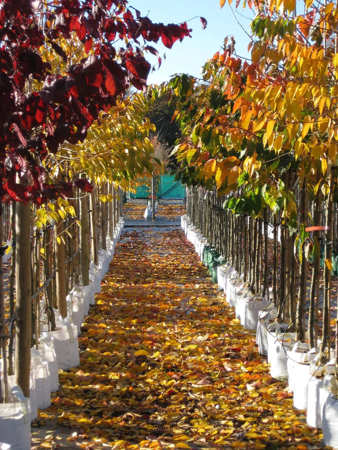 Beautiful Structure Beautiful Structure