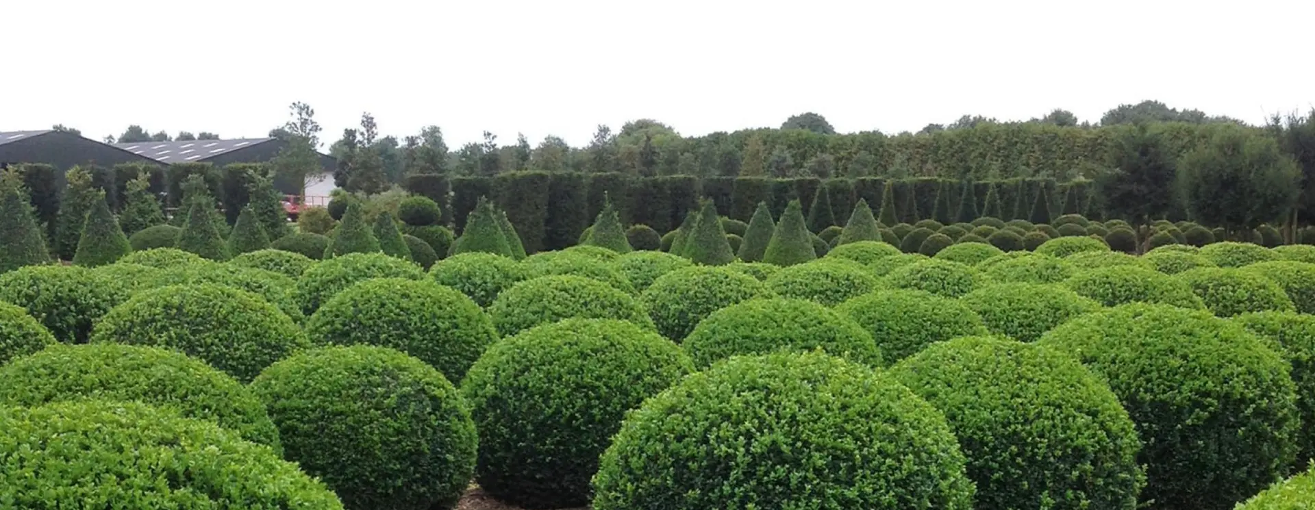 Visit our Webshop at Van Arnhem Nursery