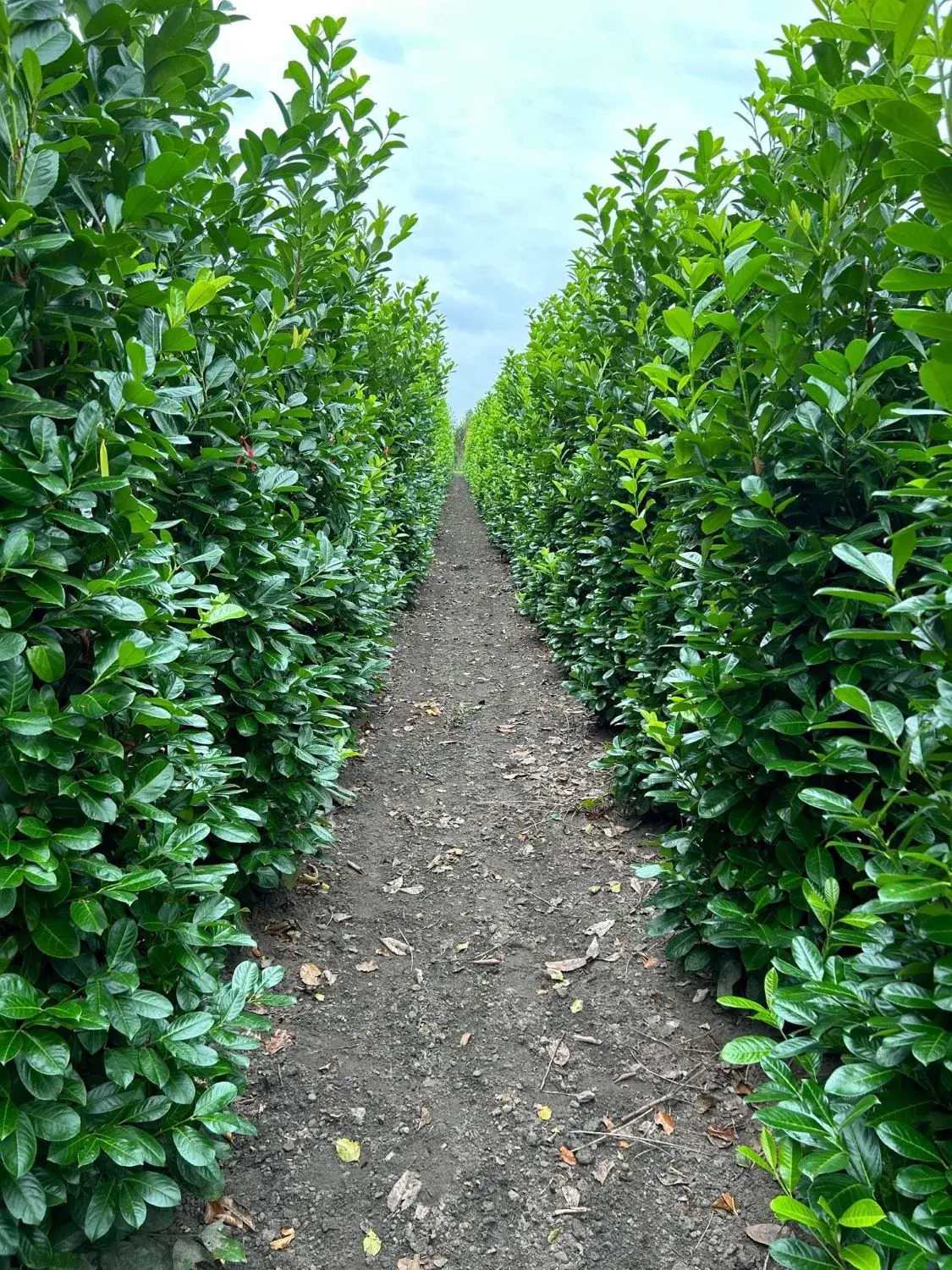 Hedging Delights Hedging Delights