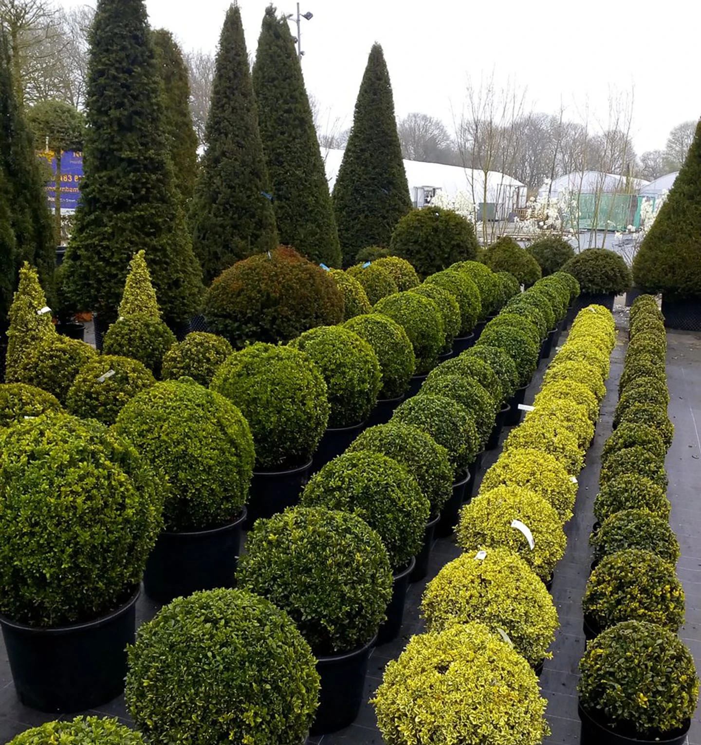 Topiary Delights Topiary Delights