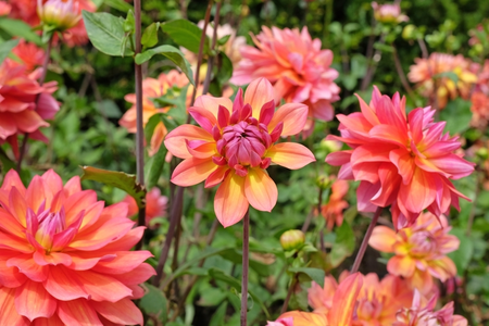 4 spectacular summer bulbs to plant now