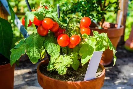 5 easy vegetables to grow in containers