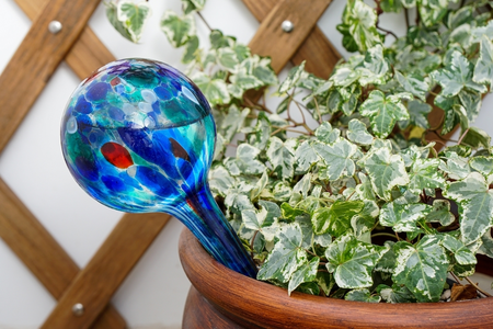 Are watering globes good for your houseplants?