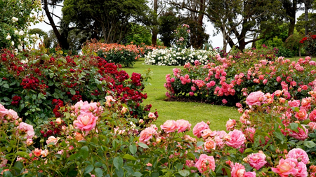 Roses for every garden