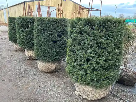 Taxus Cylinder