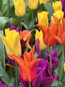 Tulips