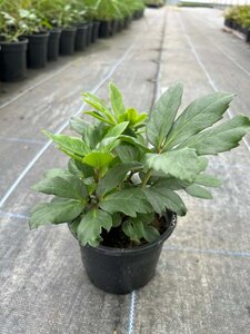 Helleborus 'Mont Blanc' 1L