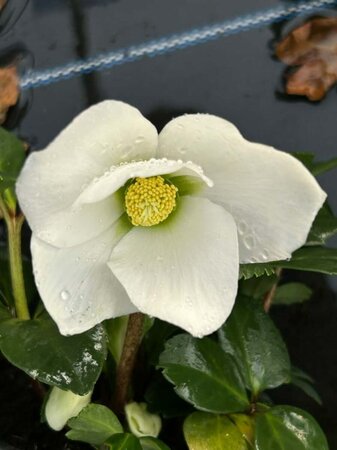 Helleborus 'Mont Blanc' 1L - image 2