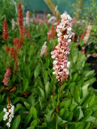 Persicaria aff. 'Darjeeling Red' 2L - image 1