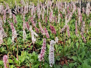 Persicaria aff. 'Darjeeling Red' 2L - image 2