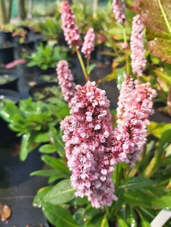 Persicaria affinis 2L - image 1