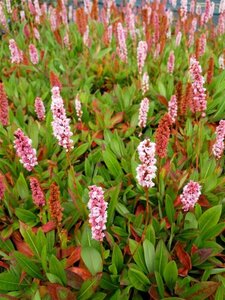 Persicaria affinis 2L - image 2