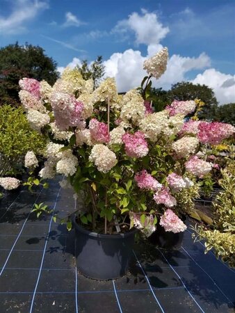 Hydrangea pan. 'Silver Dollar' 3L - image 1