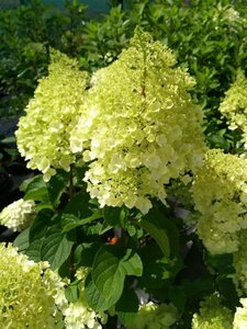 Hydrangea pan. 'Silver Dollar' 3L - image 2