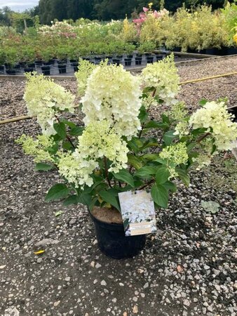 Hydrangea pan. 'Silver Dollar' 3L - image 3