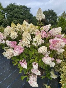 Hydrangea pan. 'Silver Dollar' 3L - image 4