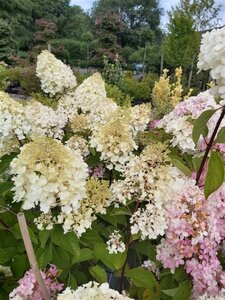 Hydrangea pan. 'Silver Dollar' 3L - image 5