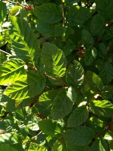 Carpinus betulus 100-125 Bare Root