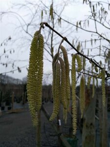 Corylus avellana 125-150 Bare Root