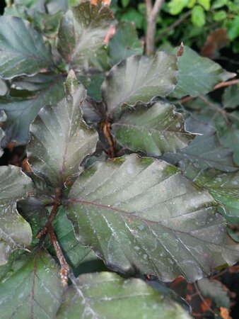 Fagus syl. 'Atropunicea' 100-125 Bare Root - image 2