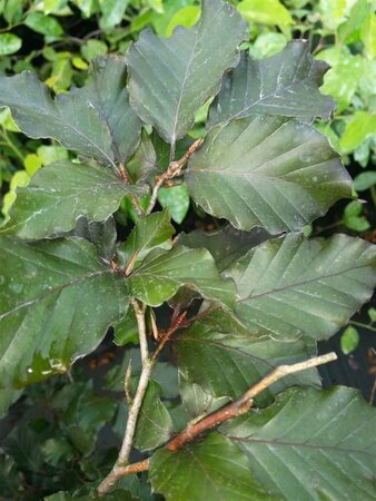 Fagus syl. 'Atropunicea' 70-80 Bare Root - image 1