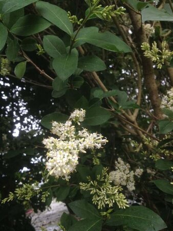 Ligustrum ovalifolrum 160-180 Root Ball