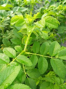 Rosa rugosa 50-60 Bare Root - image 1