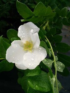 Rosa rugosa 50-60 Bare Root - image 6