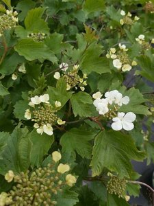 Viburnum opulus 90-100 Bare Root