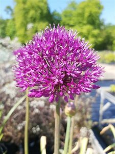 Allium afl. 'Purple Sensation' 2L