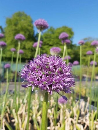 Allium Gladiator 2L