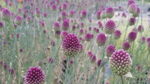 Allium sphaerocephalon 2L