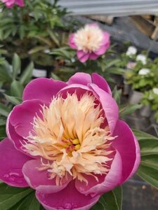 Paeonia (LE) 'Bowl of Beauty' 4L - image 2