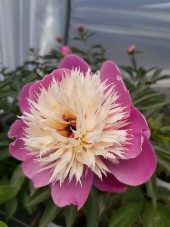 Paeonia (LE) 'Bowl of Beauty' 4L - image 3