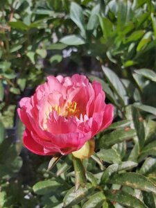 Paeonia (LD) 'Coral Sunset' 4L