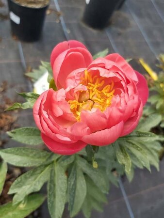 Paeonia (LD) 'Coral Sunset' 4L - image 2