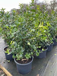 Osmanthus fortunei 90-100 Gps quality  Root Ball