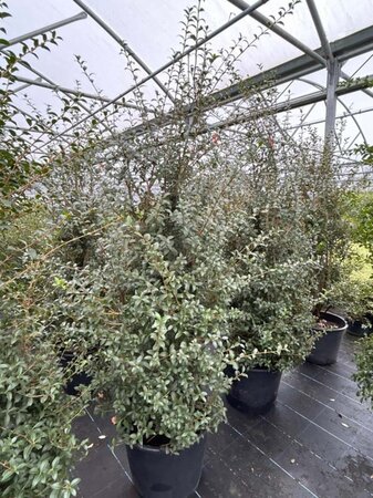 Osmanthus x burkwoodii 175-200 Root Ball