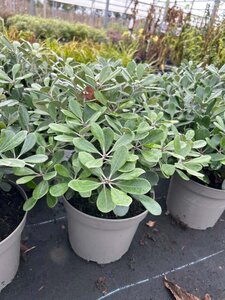 Pittosporum crass. 'Compactum' 5L