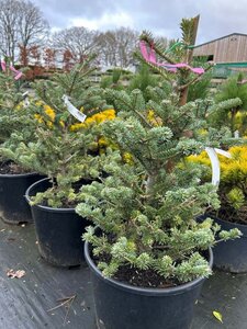 Abies koreana 'Blue Emperor' 50-60 Root Ball