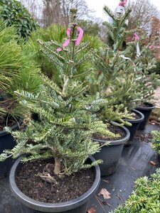 Abies koreana 'Cis' 30-40 Root Ball