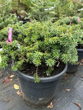 Abies koreana 'Silver Show' 60-70 Root Ball