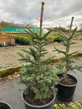 Abies lasiocarpa 'Argentea' 70-80 Root Ball