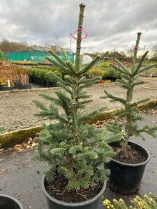 Abies lasiocarpa 'Argentea' 70-80 Root Ball