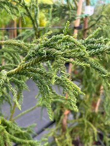 Cryptomeria j. 'Rasen' 90-100 Root Ball - image 2