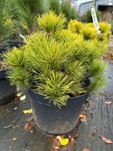 Pinus mugo 'Ophir' 30-40 Root Ball