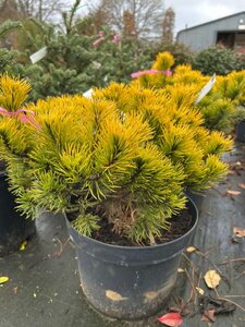 Pinus mugo 'Winter Gold' 30-40 Root Ball