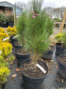 Pinus nigra 'Green Tower' 40-50 Root Ball